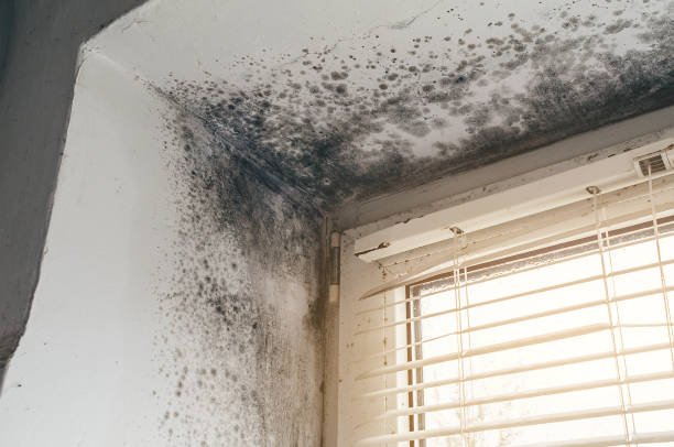 Affordable Commercial Mold Remediation solutions in Brooks, KY